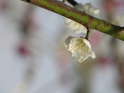 白梅花