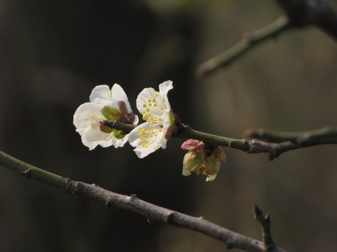 白梅花