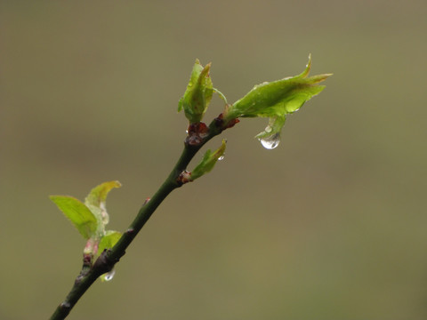 春雨中的树芽