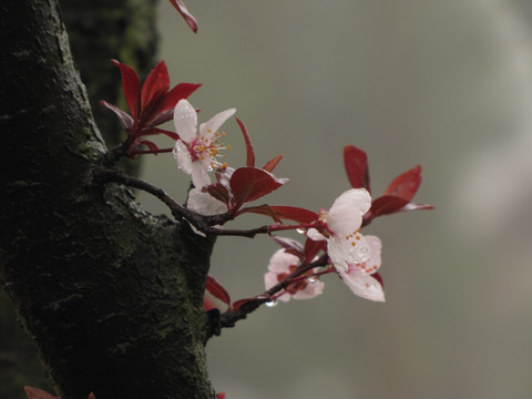 雨中公园风景树紫叶李