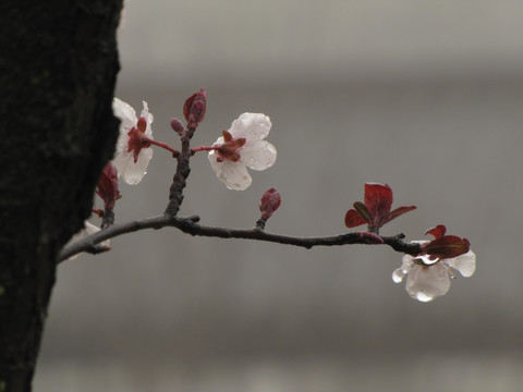 雨中公园面授机宜树紫叶李