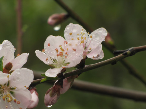 桃花带雨