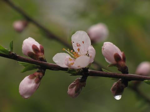 桃花带雨