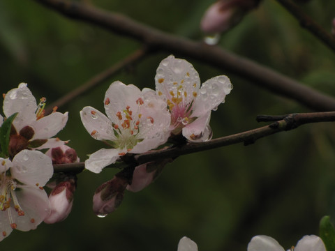 桃花雨