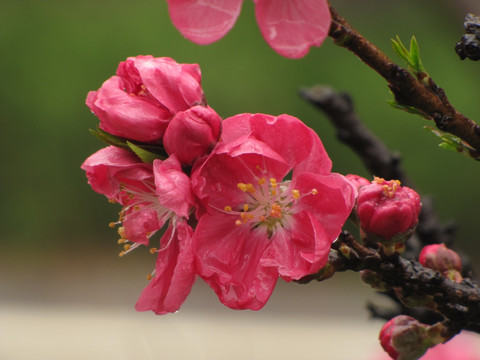 碧桃雨