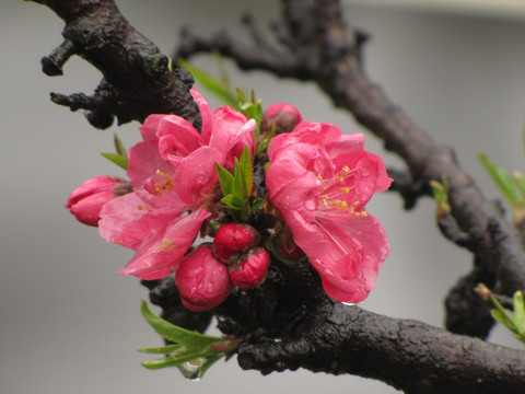 碧桃花雨