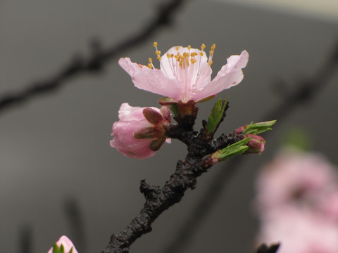 雨中桃花