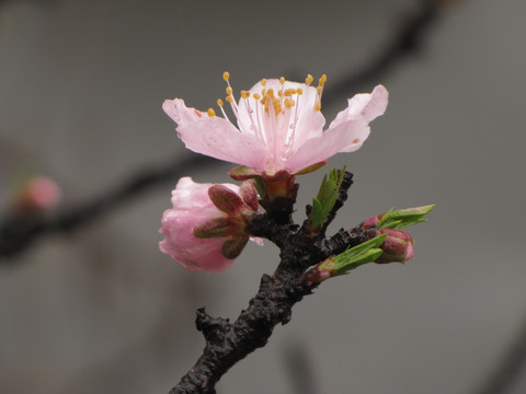 雨中桃花