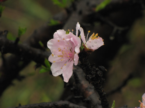 雨中桃花