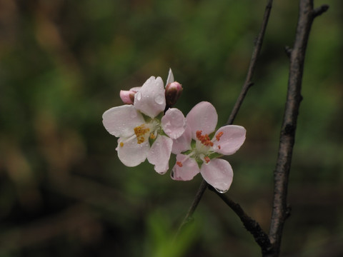 雨中桃花