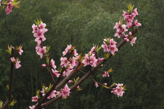 桃花竹林