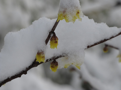 雪中腊梅