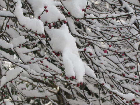 积雪红梅待报春