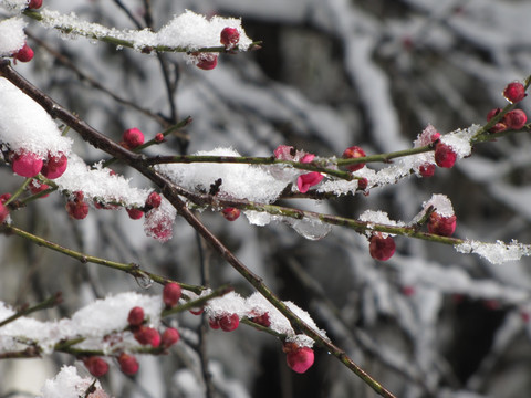 冰雪红梅待报春