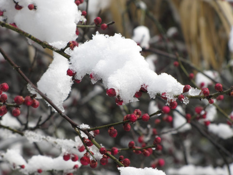 大雪红梅待报春