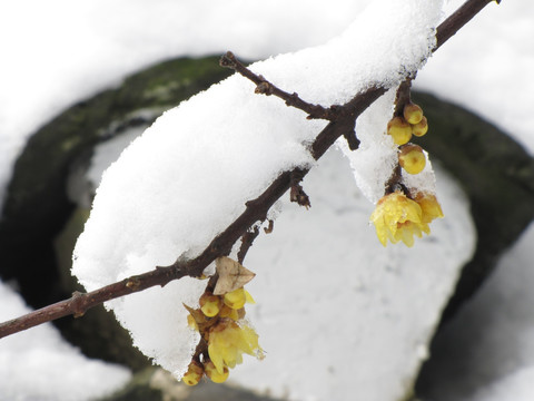 腊梅沃雪