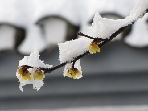 腊梅沃雪