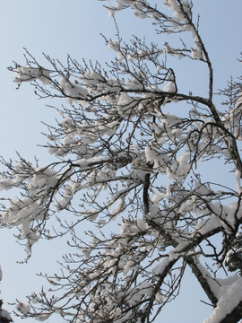 琅琊山醉翁亭景区 雪后古梅