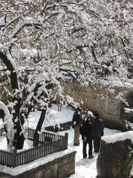 琅琊山醉翁亭景区雪中赏古梅