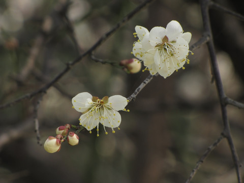 白梅迎春