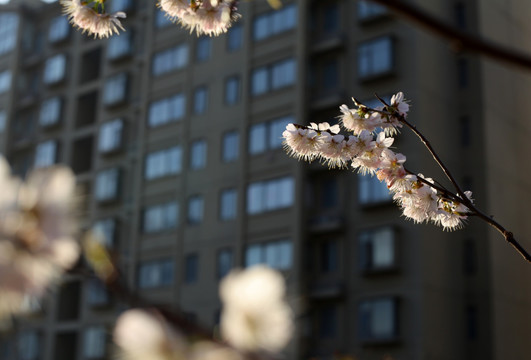 樱桃花