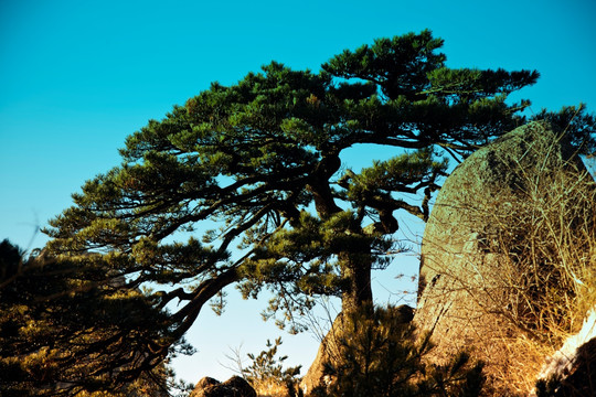 送客松 黄山风光