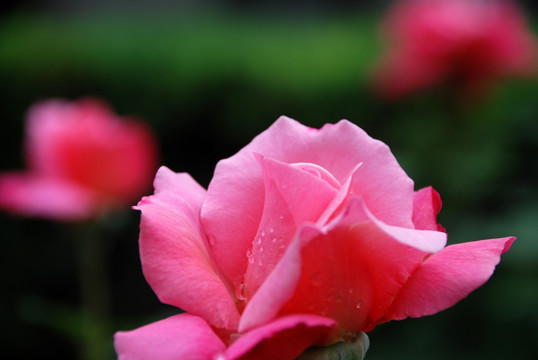 雨后的月季花