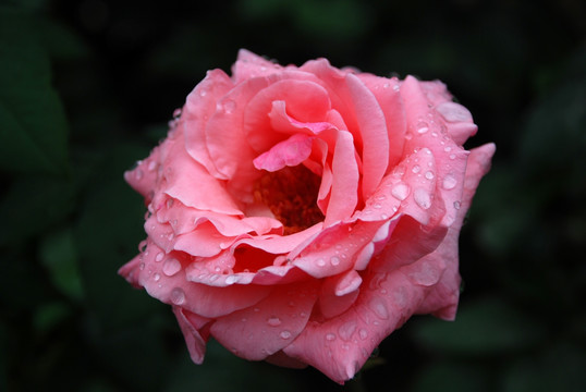 雨后的月季花