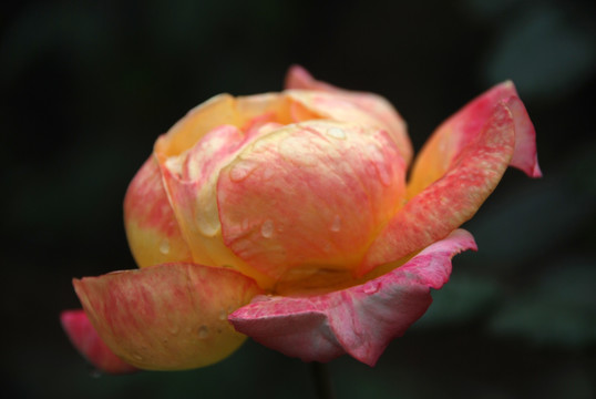 雨后的月季花