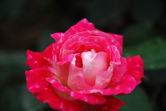 雨后的月季花