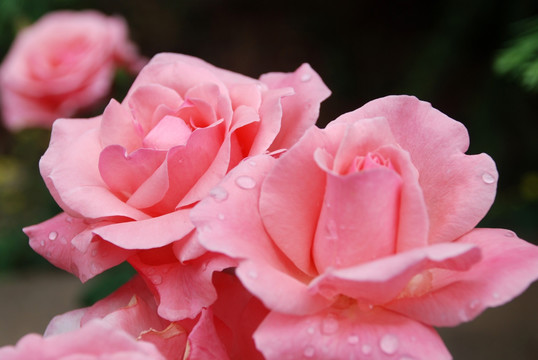 雨后的月季花