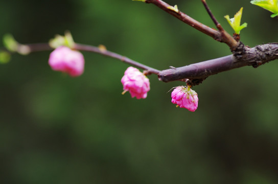 榆叶梅