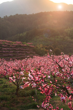 桃花山