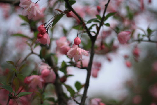 繁花