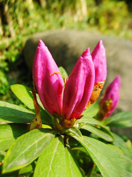 花苞 花蕾 杜鹃花