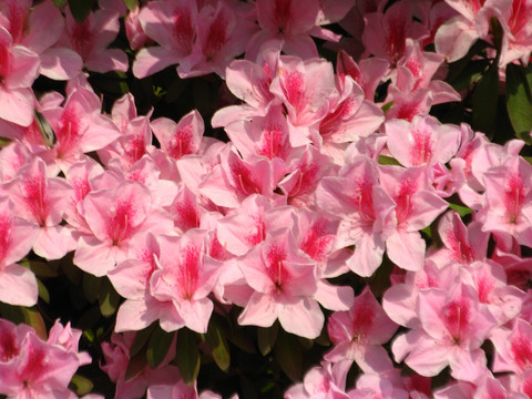 杜鹃花 花墙 花背景