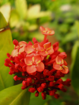 龙船花 花卉