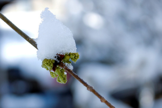 春雪