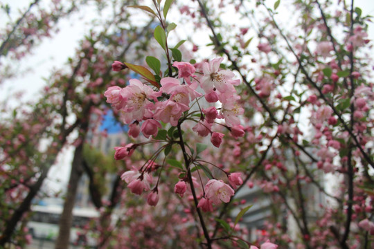 果树花开