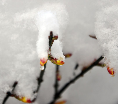 春雪