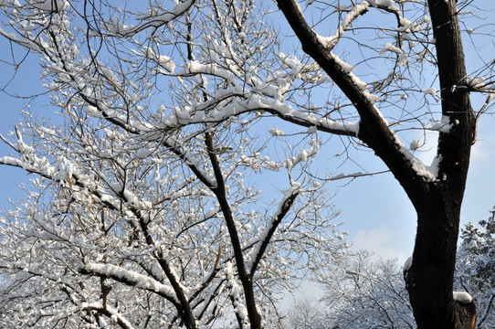 雪韵