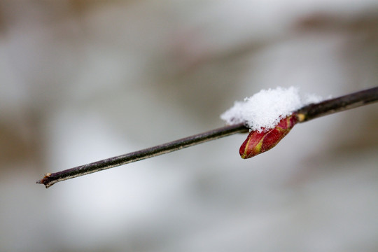 春雪 迎春花