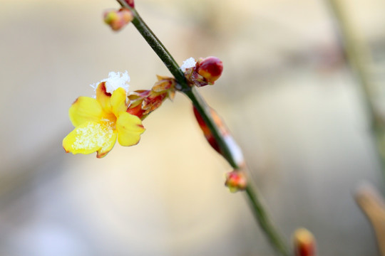 春雪 迎春花