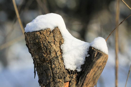 雪景 树桩