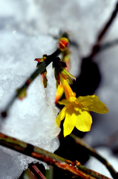 迎春花