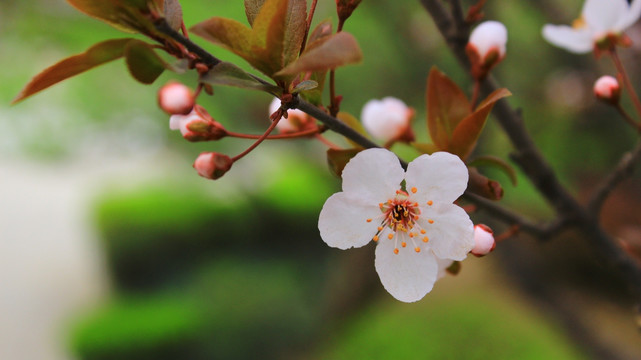 樱花