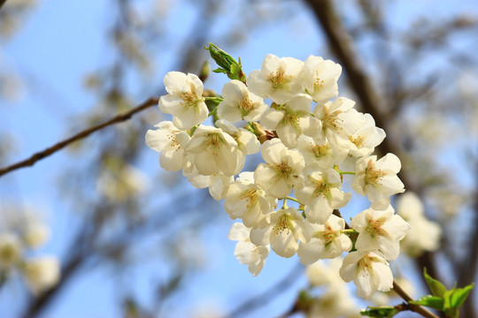 梨花