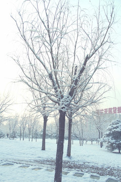 雪景   松树  杨树  雪地