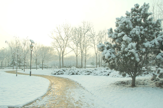 雪景   松树  杨树  雪地  小路