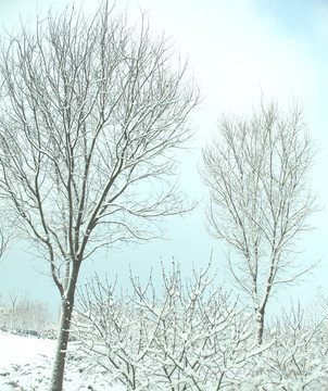 雪景   松树  杨树  雪地